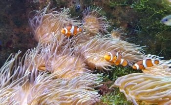 Aquarium de Dunkerque