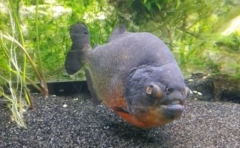 Aquarium de Dunkerque
