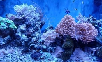Aquarium de Dunkerque