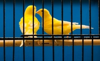 Au Canari