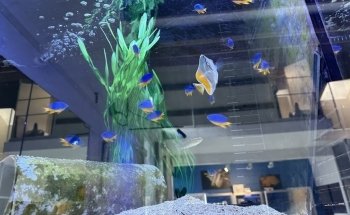 Aquariums Nguyen