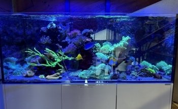 Aquariums Nguyen