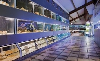 Aquariums Nguyen