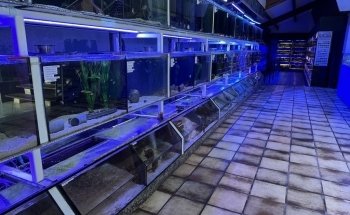 Aquariums Nguyen