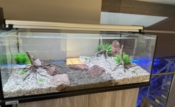 Nguyen Aquariums