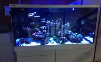 Aquariums Nguyen