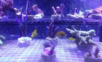 Aquariums Nguyen