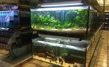 Aquariums Nguyen