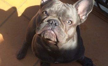Cani Star