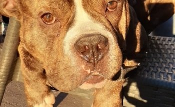 Cani Star