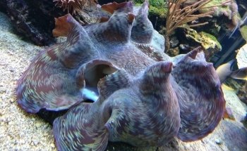 Aquarium Bach