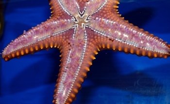 Bach Aquarium