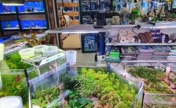 Aquarium Bach