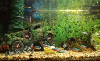 Aquarium Bach
