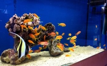 Aquarium Bach