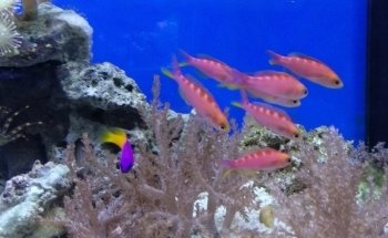 Aquarium Bach