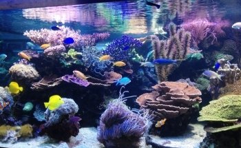 Aquarium Bach