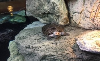 Aquarium Bach