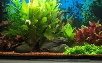 Aquarium Bach