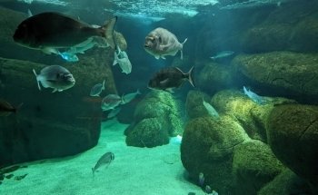 Marine Biological Station and Concarneau Marinarium