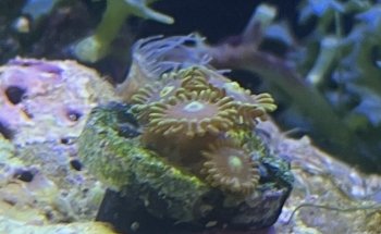 Ô douce aquariophilie