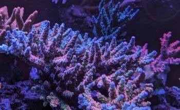 Ô douce aquariophilie
