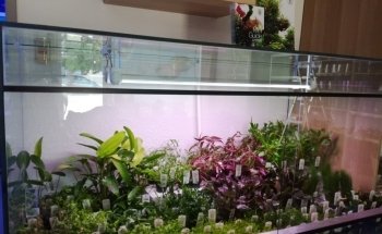 Ô douce aquariophilie