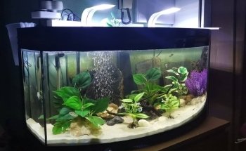 Ô douce aquariophilie