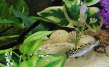 Ô douce aquariophilie