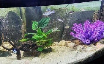 Ô douce aquariophilie