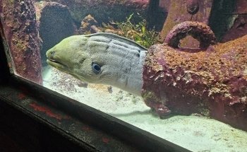 L'Aquarium