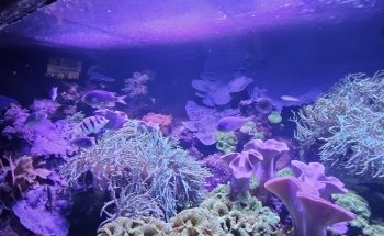 The Aquarium