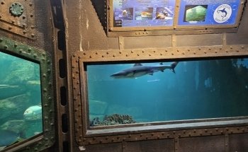 L'Aquarium
