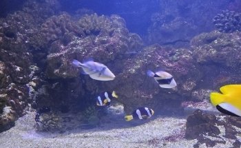L'Aquarium