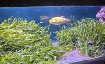 L'Aquarium