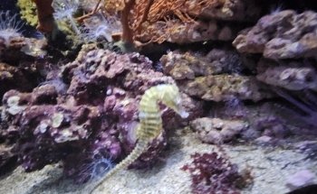 L'Aquarium