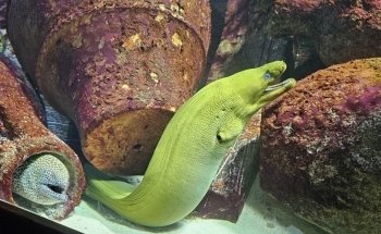 L'Aquarium