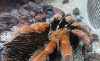 Aquarium-Insectarium (Muséum de Besançon)