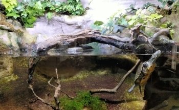 Aquarium-Insectarium (Muséum de Besançon)