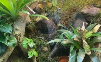 Aquarium-Insectarium (Muséum de Besançon)