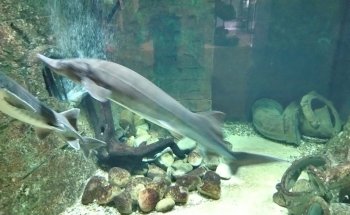 Aquarium-Insectarium (Muséum de Besançon)
