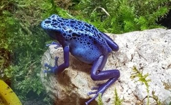 Aquarium-Insectarium (Muséum de Besançon)