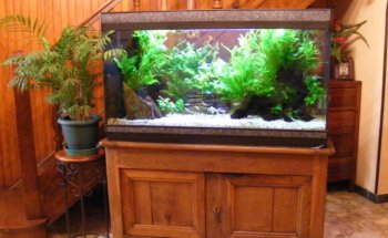 Oxygène Aquarium