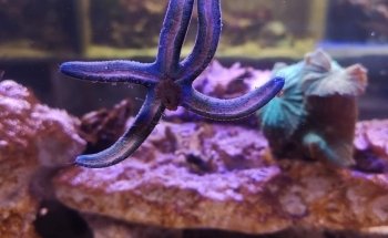 Aquaexotic