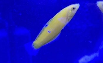 Aquaexotic