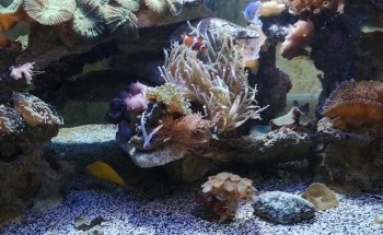 Aquaexotic