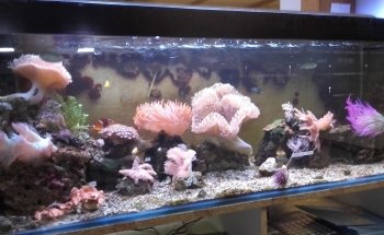 Aquaexotic