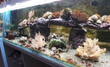 Aquaexotic