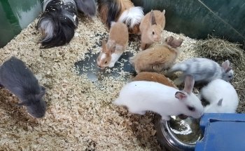 Noah's ark