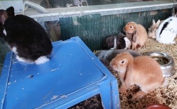 Noah's ark